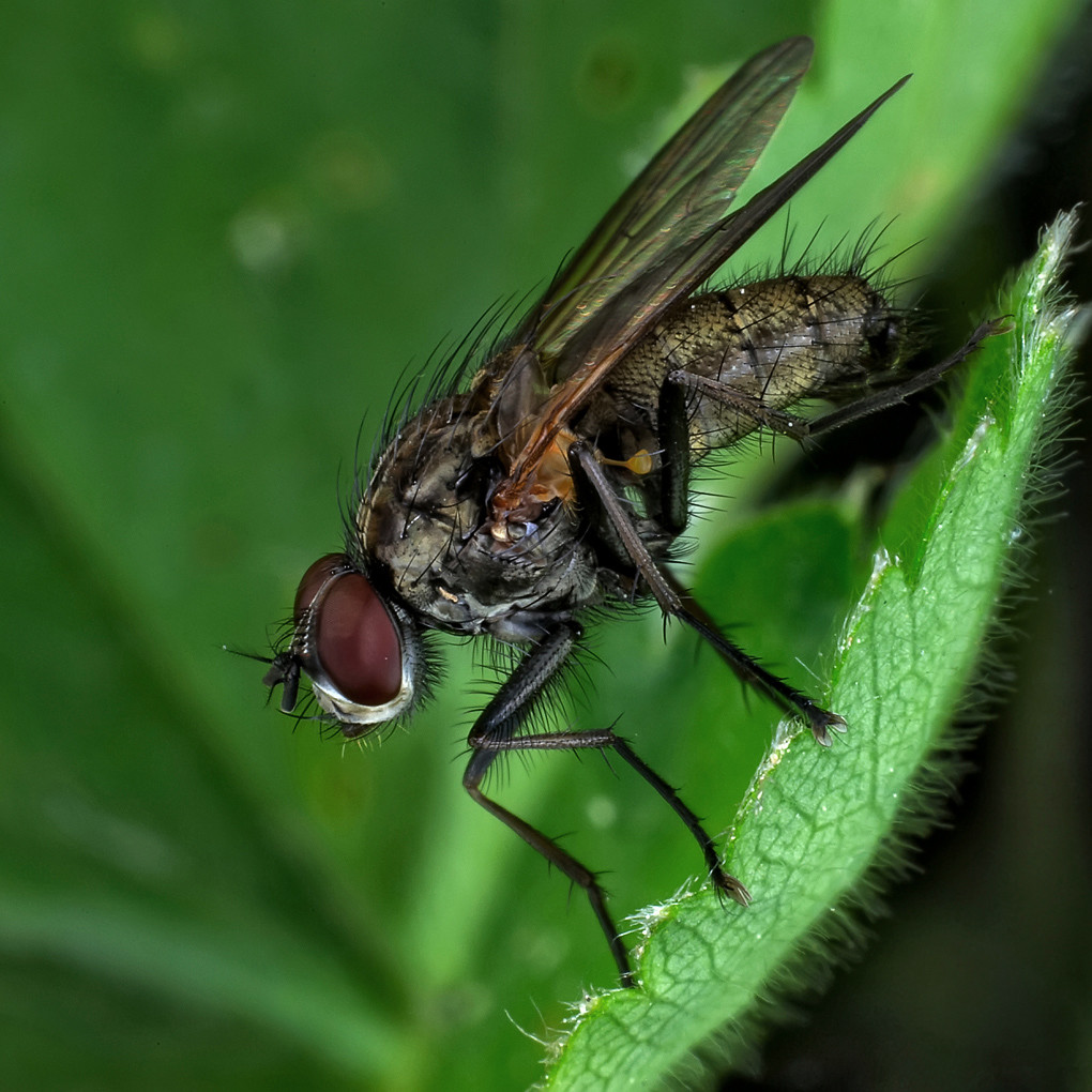 Полевая муха. Болотная Муха. Двукрылые насекомые. Гибрид мух. Муха с красным брюшком.