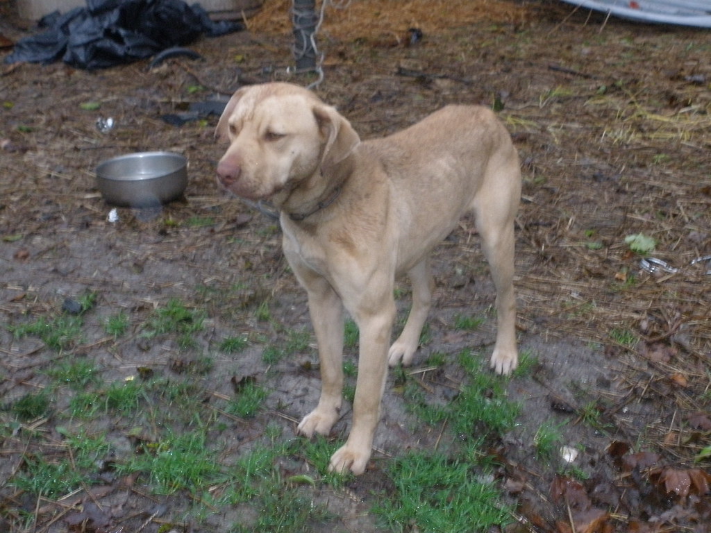 Abandoned Dog