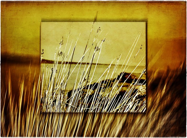 CaNNe aL VeNTo _          ReeDS iN THe WiND