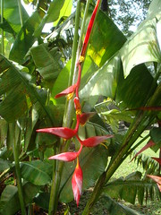 Flower on grounds of Lubaantun