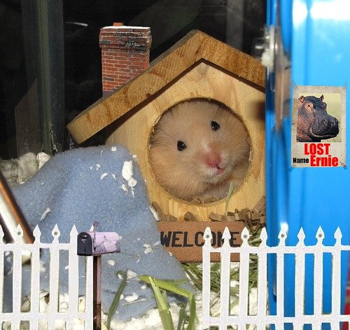 Welcome to Mah Creeb! >Pip | by latinvera26