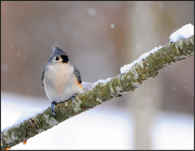 Tufted Titmouse in Snow