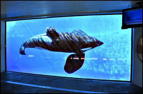 orlando florida orca seaworld shamu viewing killerwhale