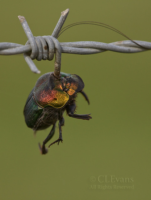 Shrike Larder -- Rainbow Scarab