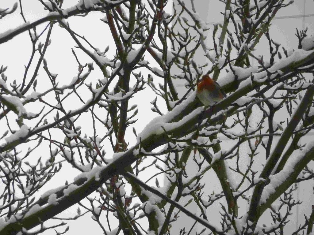 Handgemachte Weihnachtskarte „Rotkehlchen Im Baum“ Für Mama – Persönlich & Einzigartig
