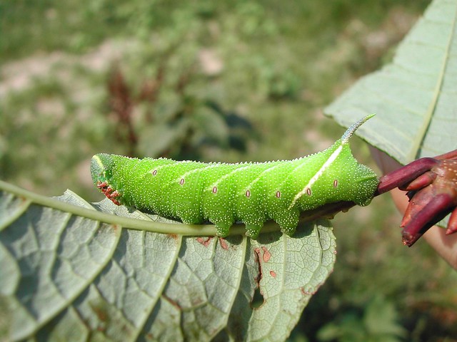 Smerinthus ocellata (Eyed Hawk-Moth / Avondpauwoog)