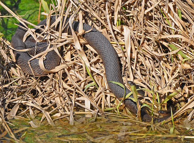 Mating banded water snakes