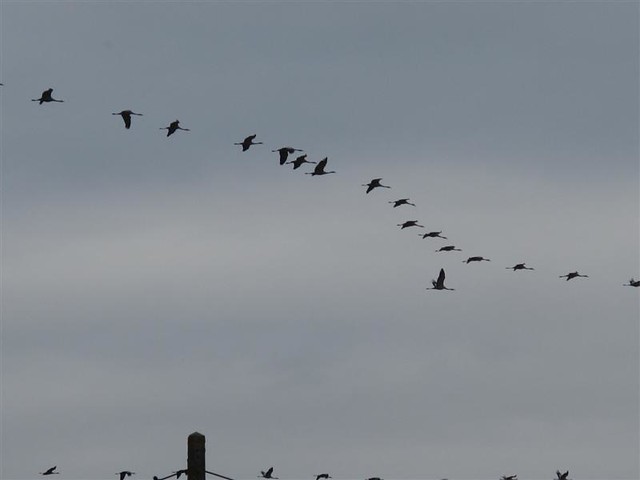 Migrating Cranes - Courgé sw France