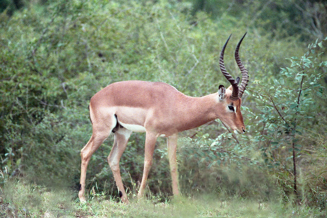 Impala - Kruger National Park, SA