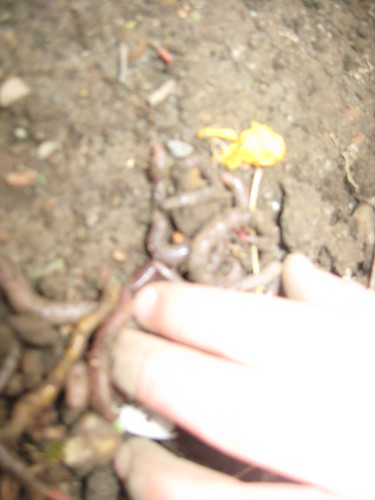 Digging for worms! | by stevenbailey