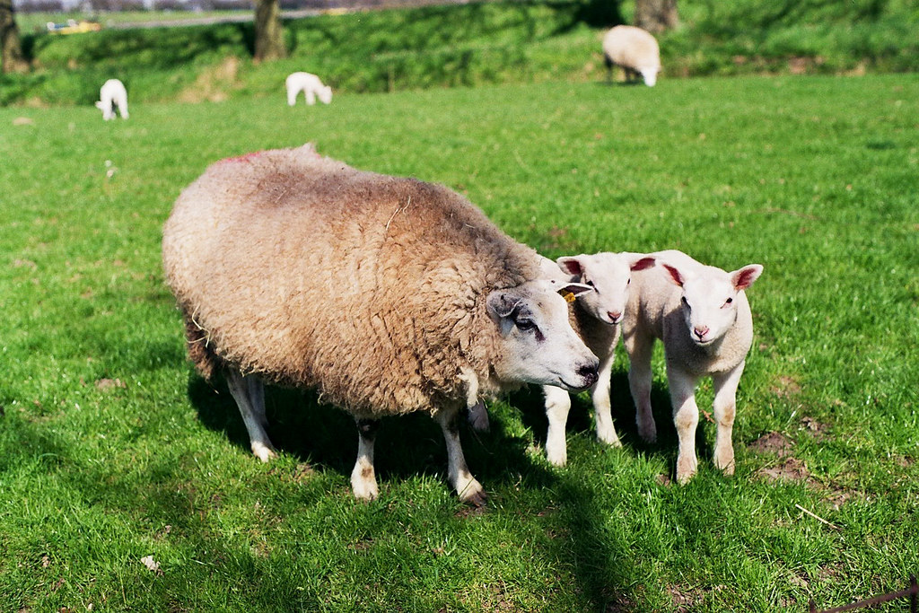 Domestic sheep with her lambs