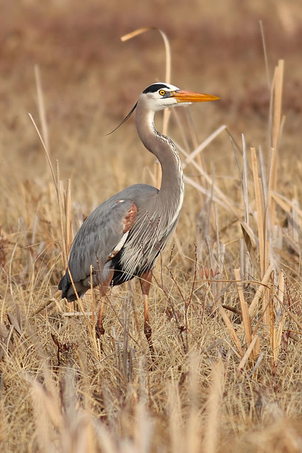 Crested Great Blue Heron