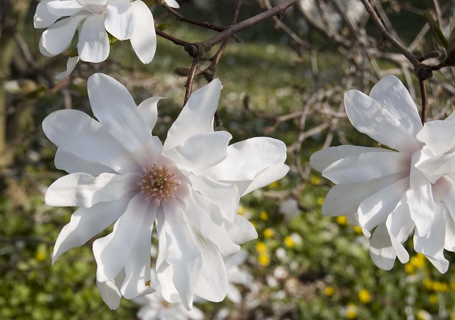 RGB white magnolia blossom