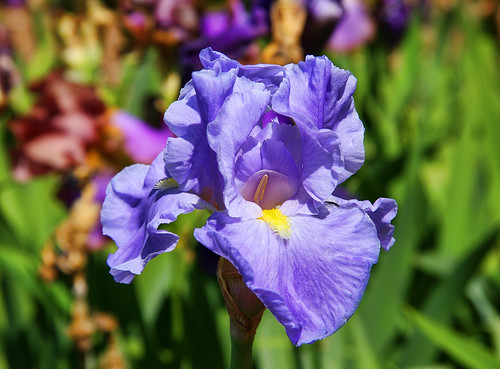 Blue Iris Bokeh