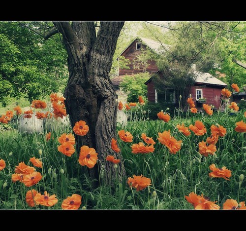 sunday morning poppies by OneEyedJax