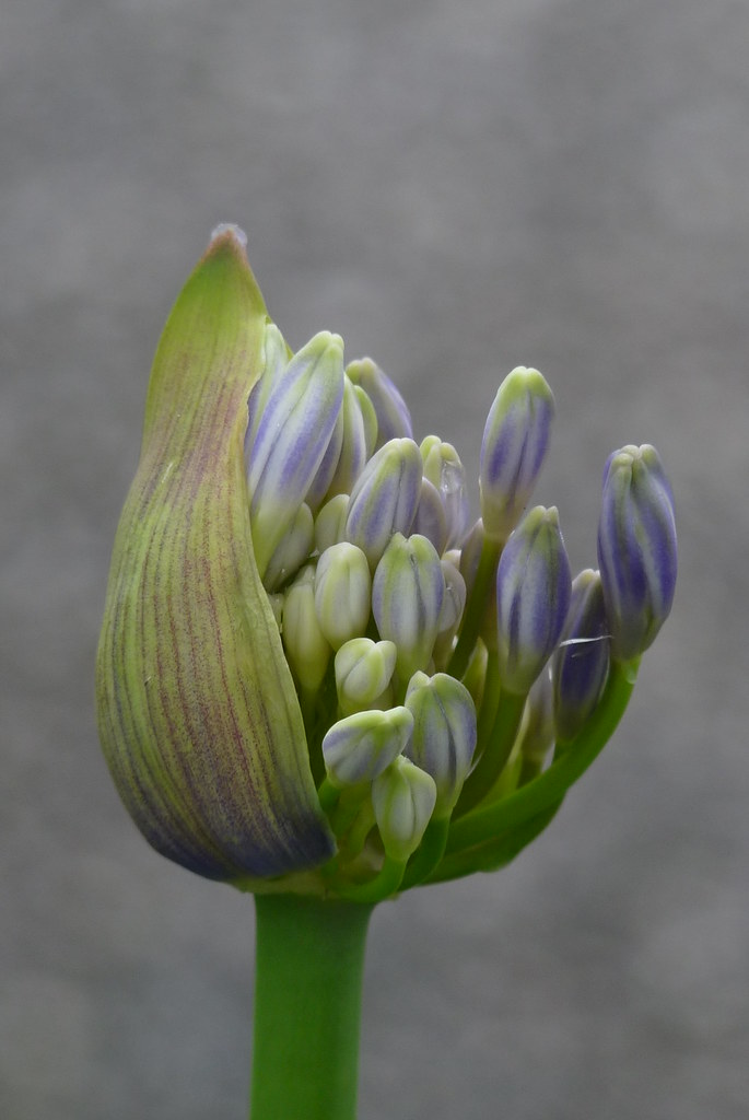 P1060494 | Flower almost in full bloom | Julia Lee | Flickr