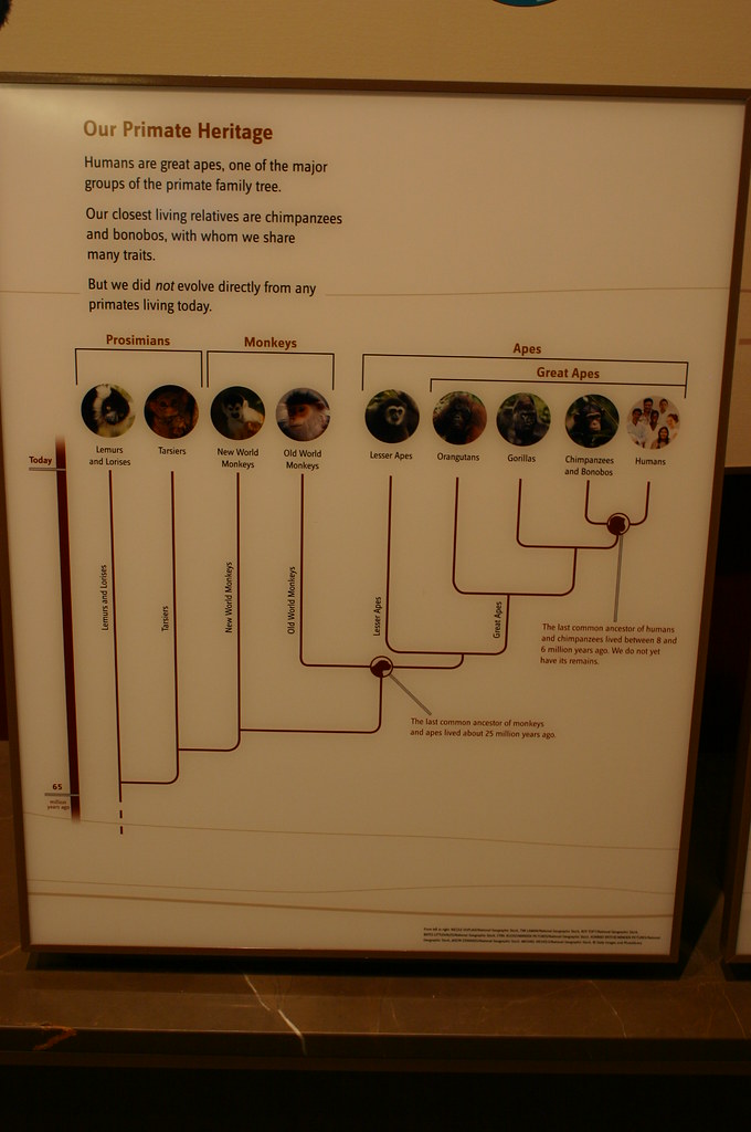 our-primate-heritage-taken-at-the-david-h-koch-hall-of-hu-flickr