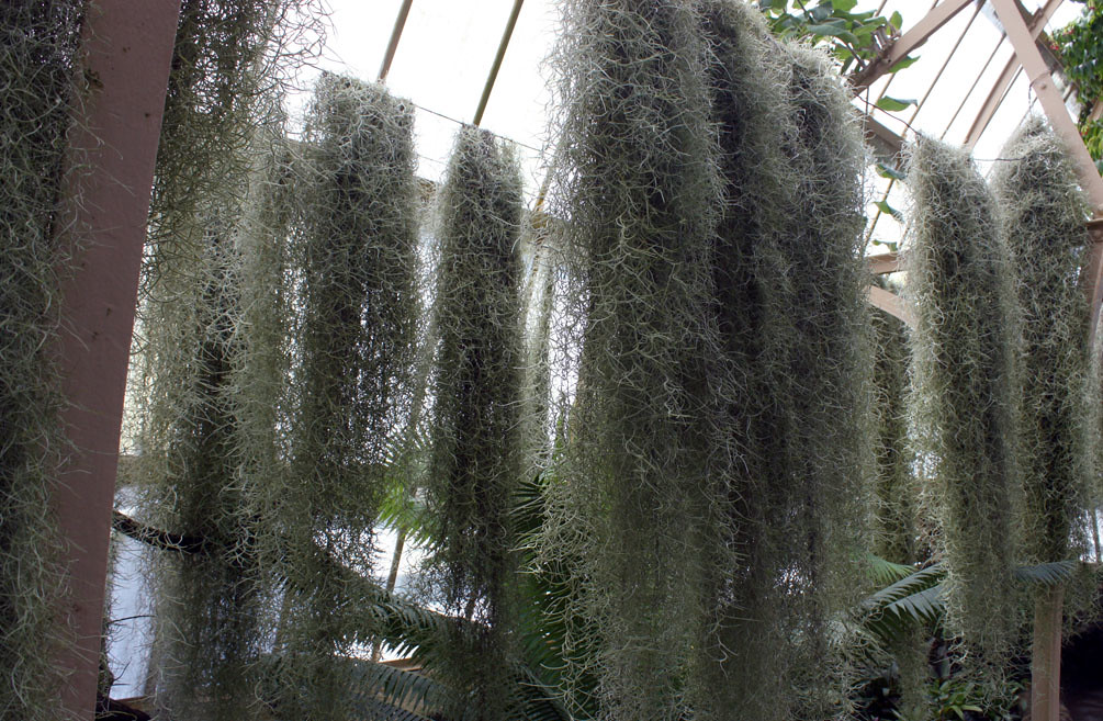 Spanish Moss at Christchurch Botanic Gardens | Amazing air p… | Rexness ...
