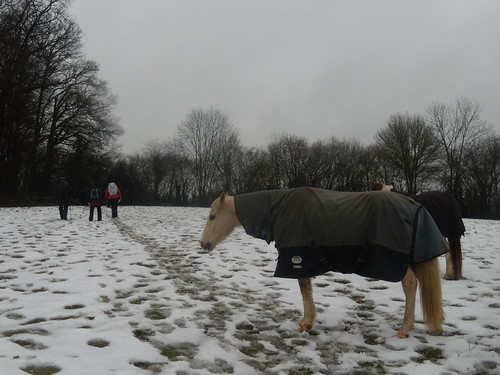 Horses in snow DSCN8597 Chorleywood to Chesham