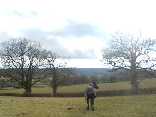 Horse in a field Stonegate to Robertsbridge 