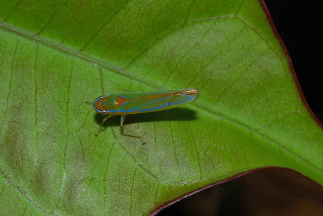 Unidentified Leafhopper VII