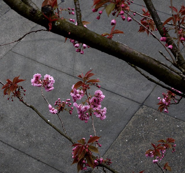 April is  Sakura time on Yew Street