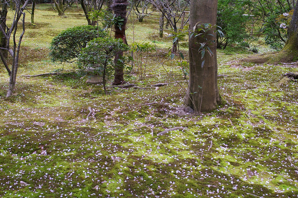 rokuonji(kinkakuji) & ryuanji