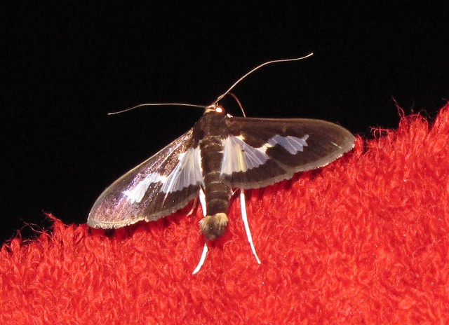 Unidentified Moth XXXI