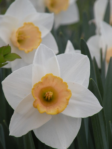 trumpeted daffodil