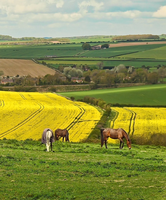 Horses grazing on the hills North of Salisbury, Wiltshire