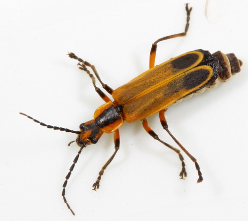 insect beetle northcarolina fieldtrip piedmont coleoptera soldierbeetle chauliognathusmarginatus cantharidae chauliognathus marginedleatherwing canonefs60mmf28macrousm bioblitz20100515