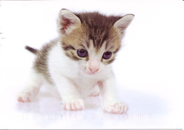 Baby Kitten