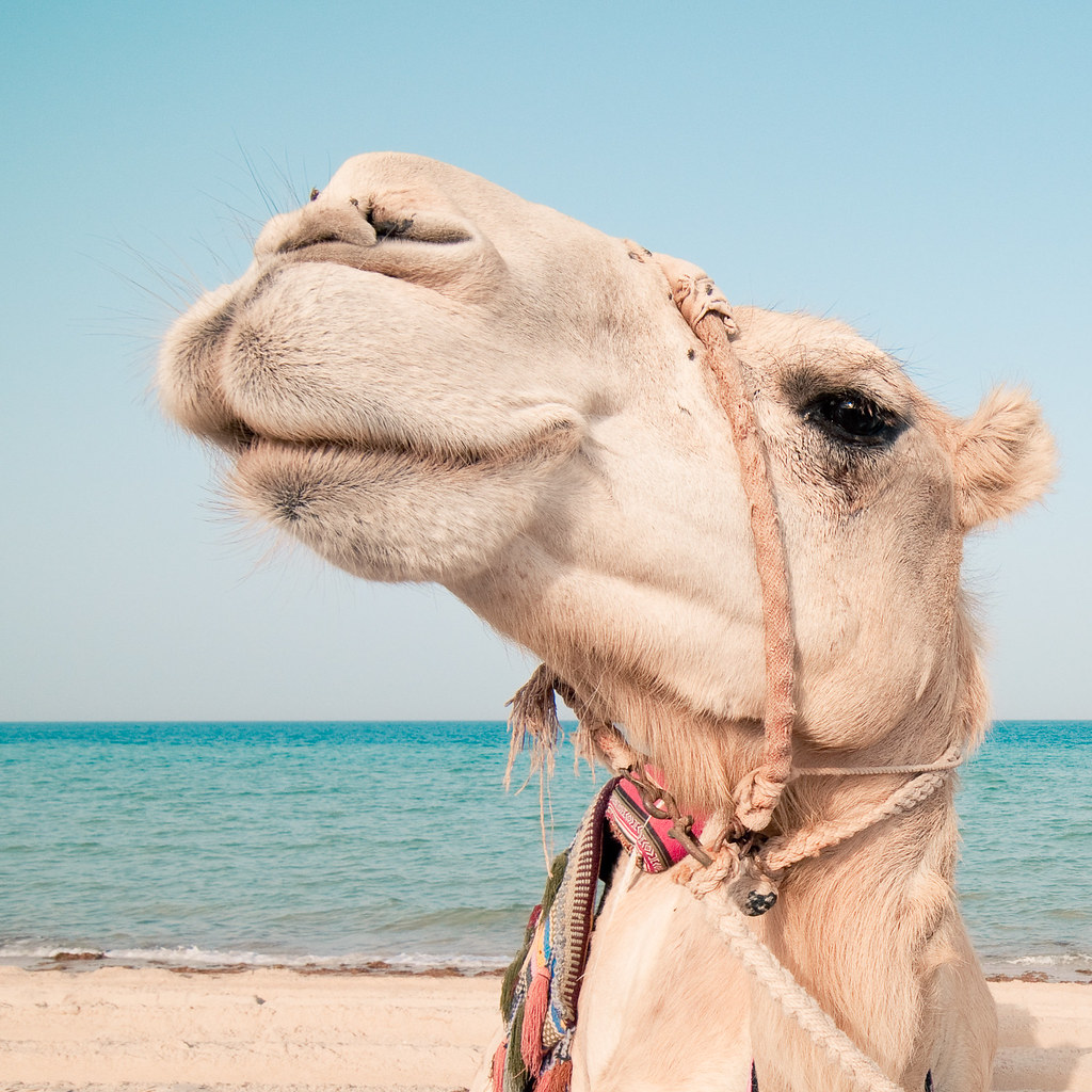 Beach Camel by christian.senger