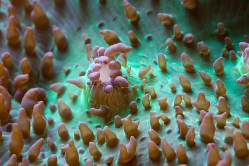 coral reeftank busterfrith frillymushroom