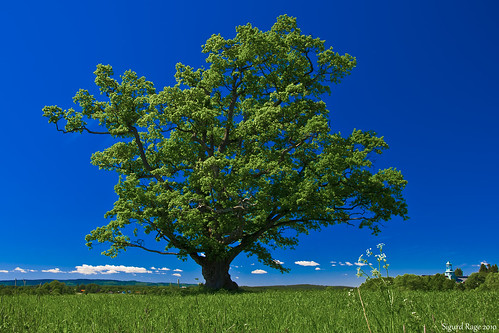 summer norway norge oak nikon sommer saturation eik d90 eika ås flickraward 18105vr 18105mmf3556gvr