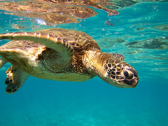Lawa'i Green Sea Turtle