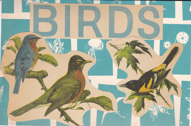 Handmade 1950s Educational Bird Magazine Postcard