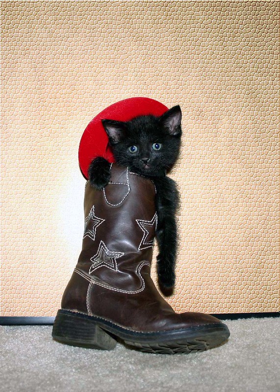 cowboy kitty