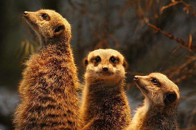 erdmännchen - meerkat - 