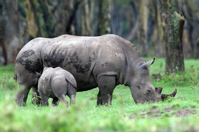 Rhino calf suckling