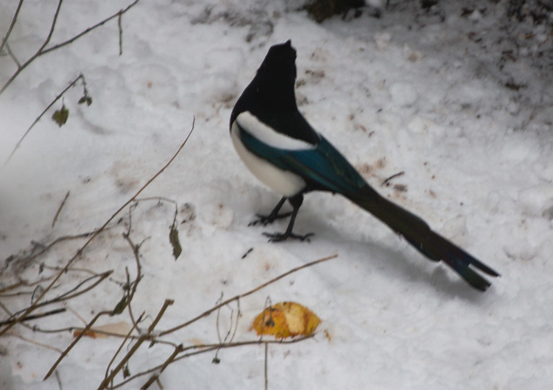 Magpie in the snow