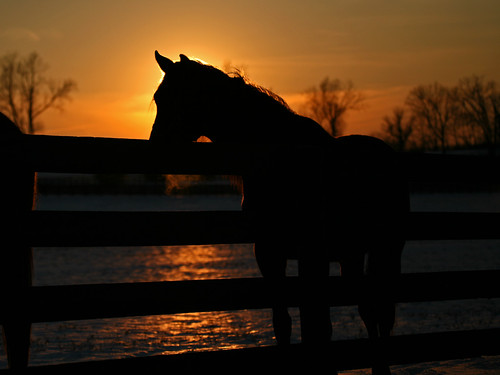 sunset horse silhouette bluegrass kentucky thoroughbred goldenhour springstation