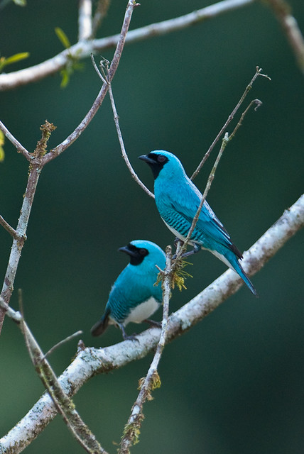 Swallow Tanagers