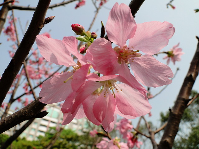 櫻花 Sakura