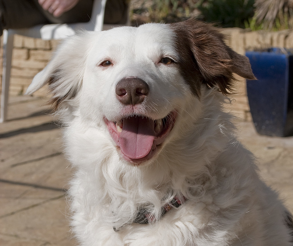 dog