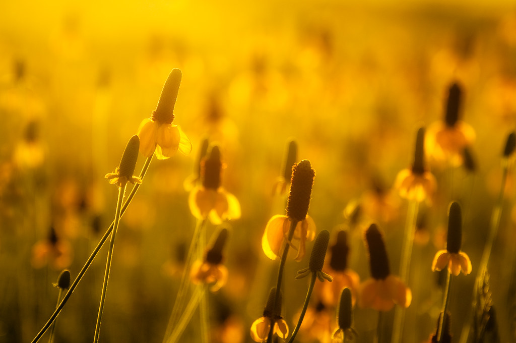 Fields of Yellow by David Kingham