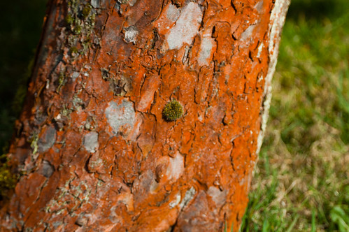 Reddish lichen