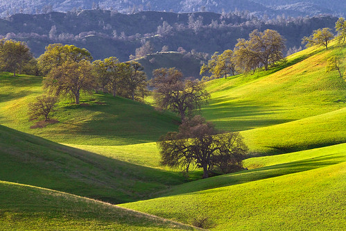 california green grass northerncalifornia spring cattle cows hills pasture rolling grazing graze sacramentovalley