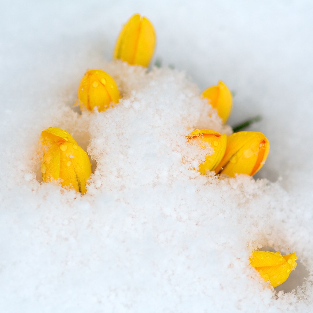New Flowers Punching Through the Snow