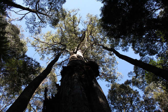 Tasmania: The Big Tree